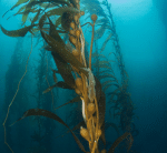 Slim One Kapsler - Billede 2